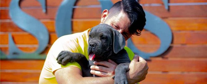 las Características del mastín Italiano o cane corso italiano España