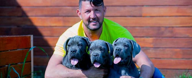 venta de Cachorros de perro Cane Corso en Filipinas y Criadores de cane Cane Corso en Manila