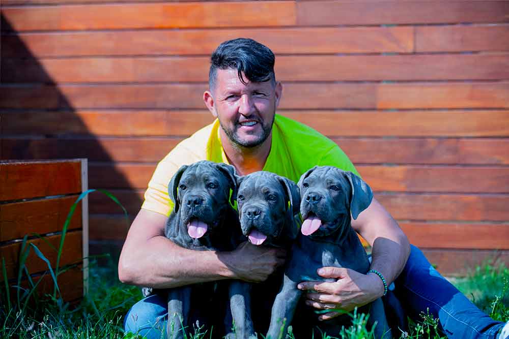venta de Cachorros de perro Cane Corso en Filipinas y Criadores de cane Cane Corso en Manila