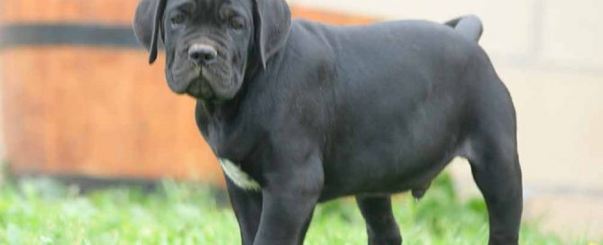 venta de cachorros de Cane Corso en La Moraleja-Madrid