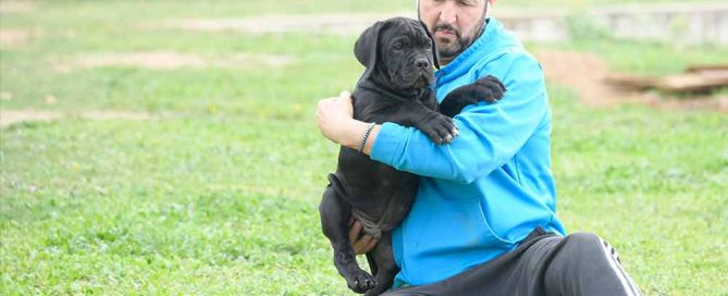 venta de cachorros de Cane Corso en las Rozas- Madrid