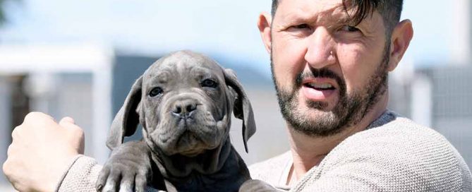 where buy Cane Corso puppies for sale in Windsor UK