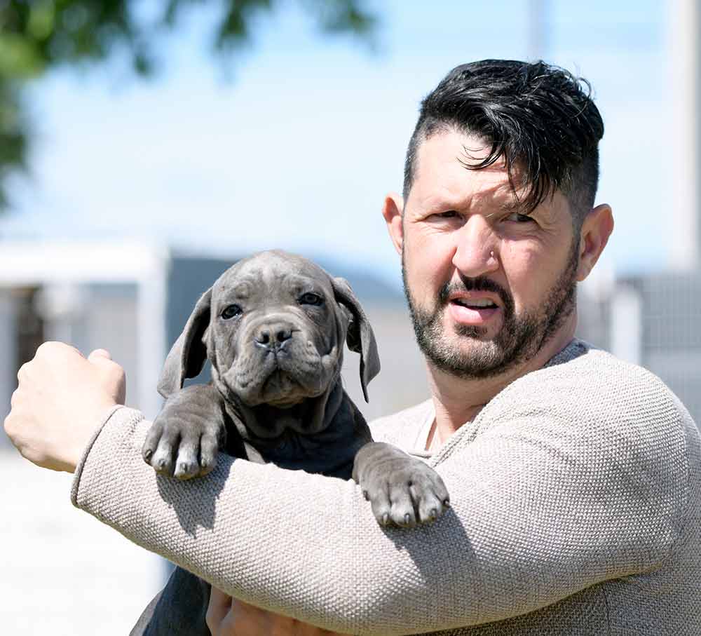 where buy Cane Corso puppies for sale in Windsor UK