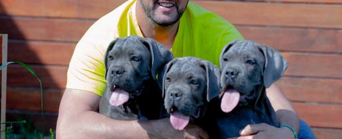 where buy Cane Corso puppy for sale in Hale in Trafford and breeders of Italian Cane Corso in Uk-England