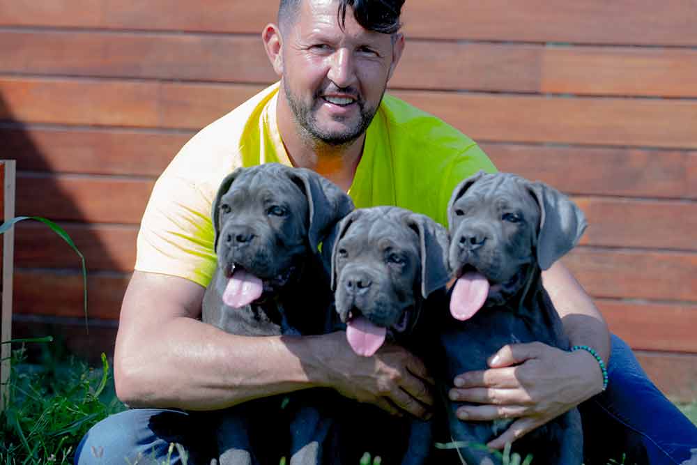 where buy Cane Corso puppy for sale in Hale in Trafford and breeders of Italian Cane Corso in Uk-England