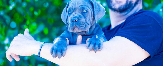 where buy cane corso and for sale Italian mastiff puppies in Delaware