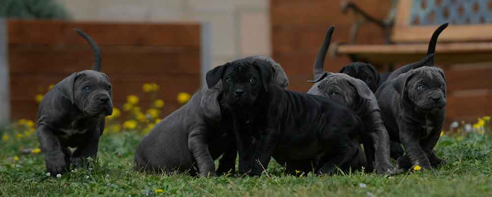 where buy cane corso in Vermont and for sale cane corso puppies in Montpelier