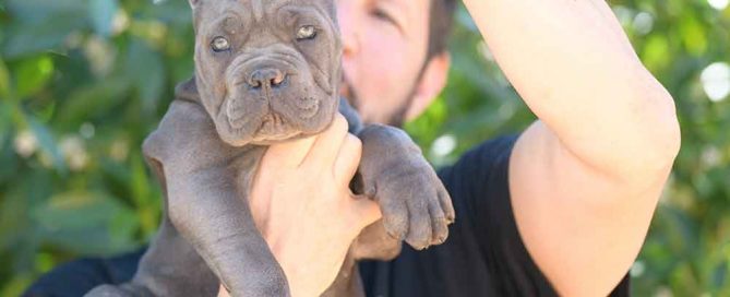 where buy cane corso puppies and breeders of italian mastiff in Maryland