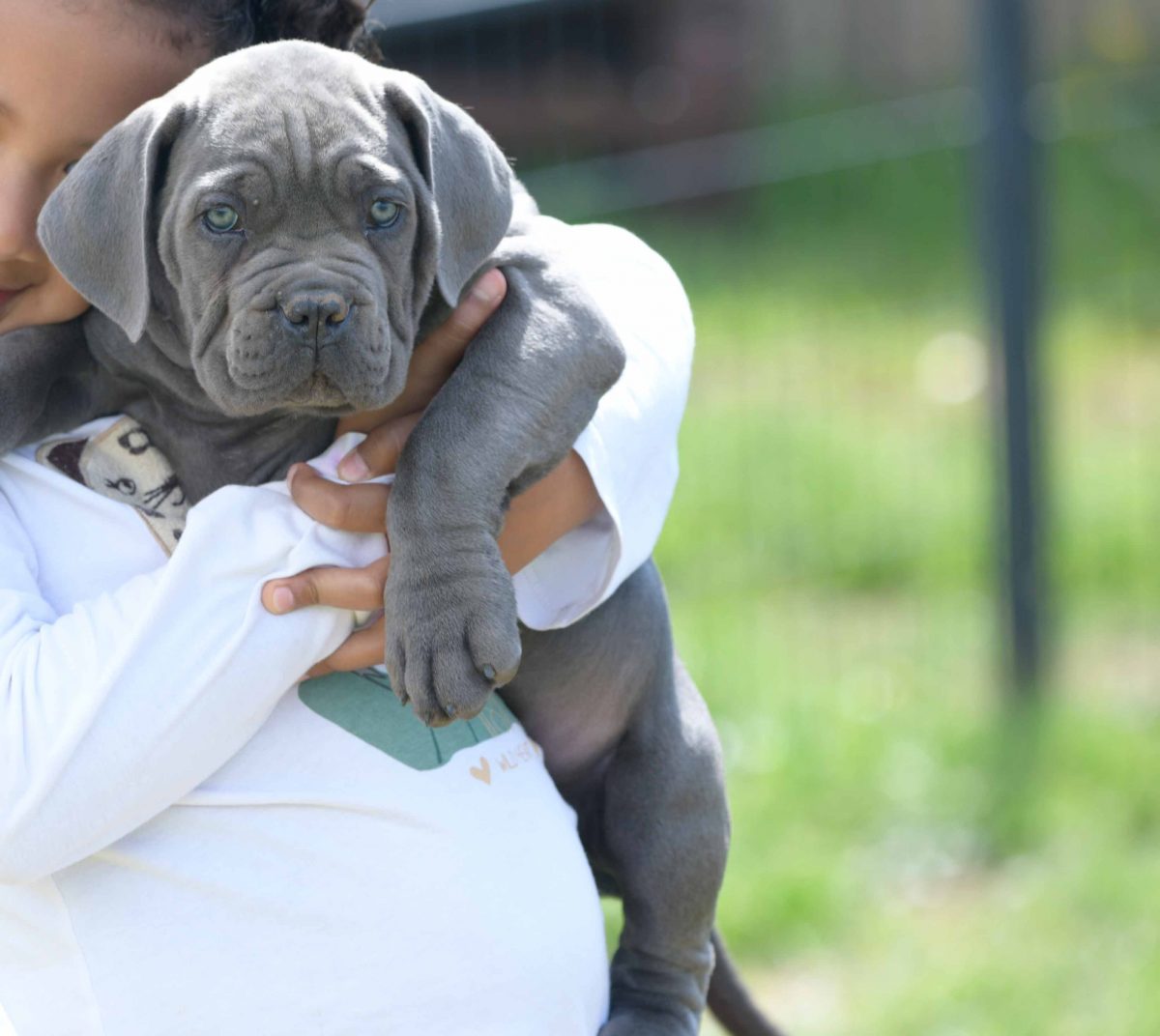 where buy cane corso puppies for sale in Berkshire and