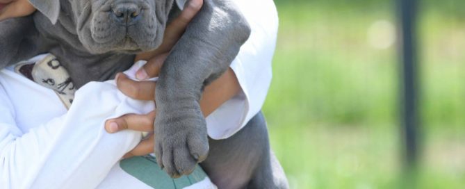 where buy cane corso puppies for sale in Berkshire and cane corso breeders in Uk-England