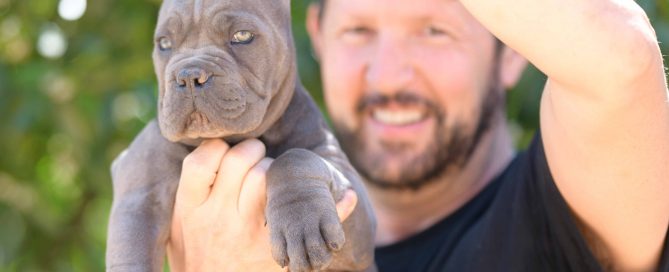 where buy cane corso puppies for sale in Leatherhead-England