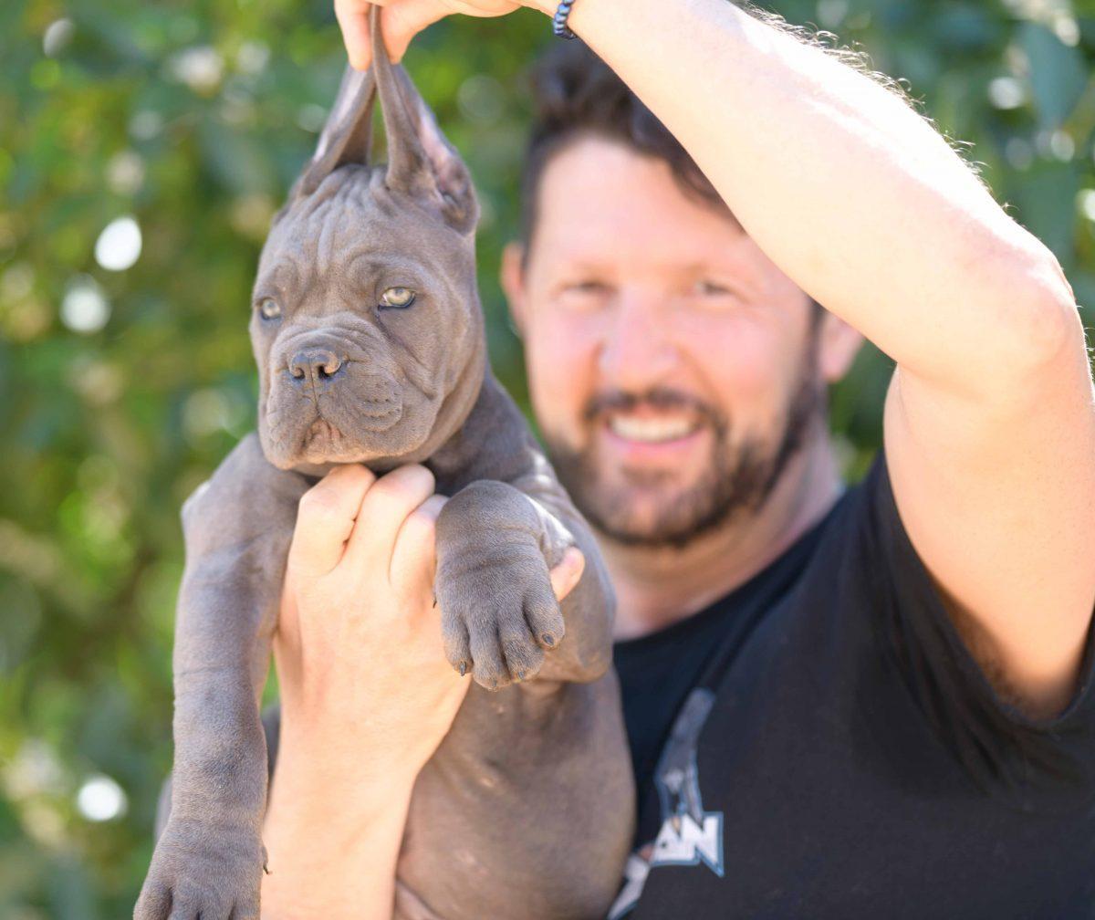 where buy cane corso puppies for sale in Leatherhead-England