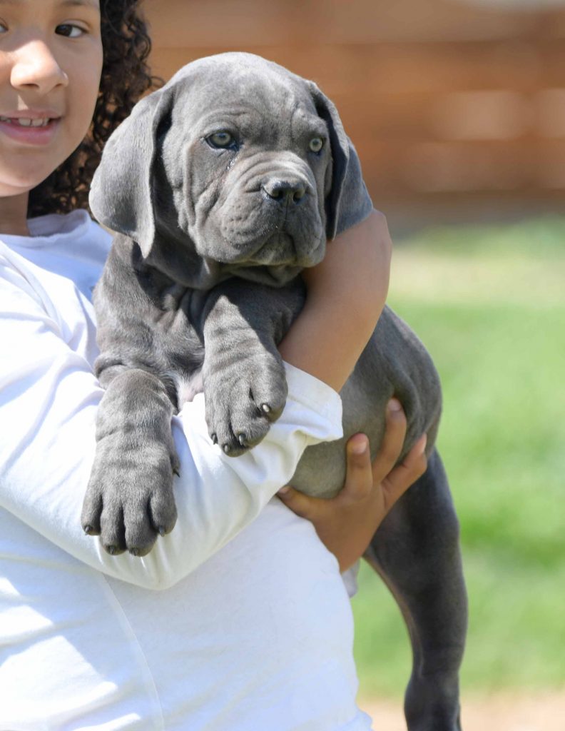 where buy cane corso puppies for sale in Leatherhead-England