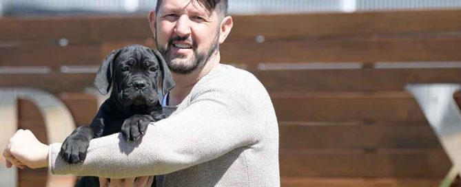 where buy cane corso puppies in Clarksville and breeders of italian canecorso in Tennessee