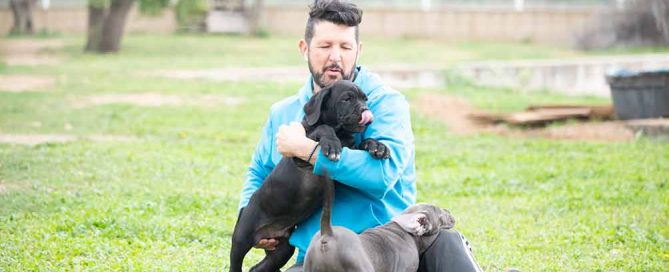 where buy cane corso puppy in Sunnyvale