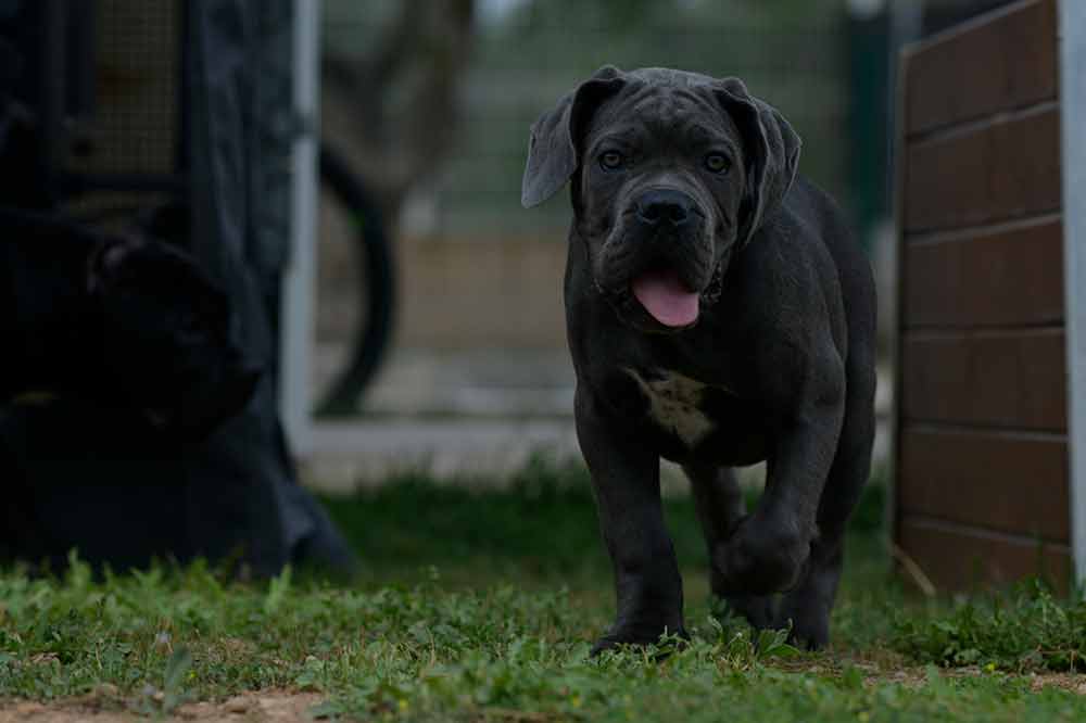 Buy Cane Corso puppies in Harrisburg and for sale Italian Cane Corso puppy in Pennsylvania