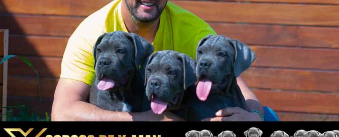 CANE CORSO PUPPIES FOR SALE IN DELAWARE AND BREEDERS OF ITALIAN MASTIFF IN DOVER