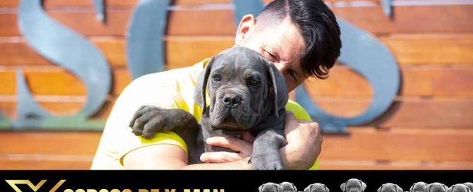 COMPRAR CACHORROS DE Cane Corso EN GRANADA