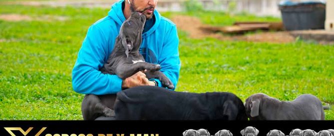 COMPRAR CACHORROS DE PERRO CANE CORSO Y VENTA DE CACHORRO DE CANECORSO EN ALMUÑECAR GRANADA