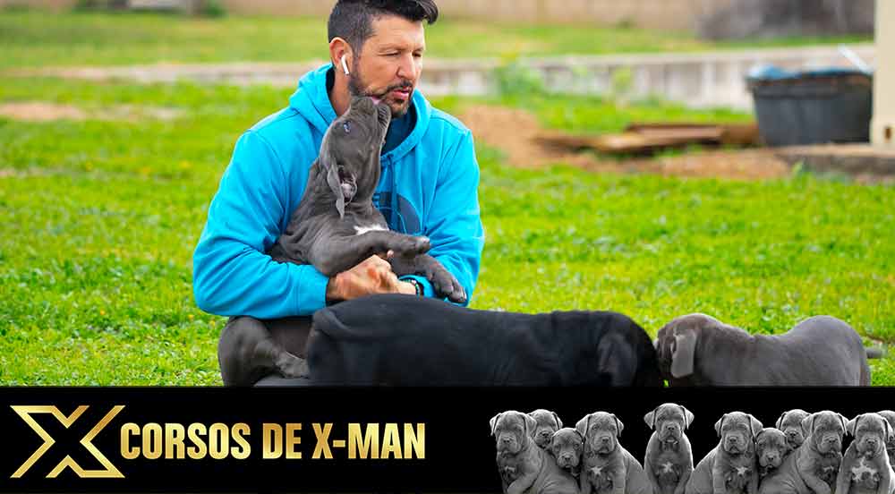 COMPRAR CACHORROS DE PERRO CANE CORSO Y VENTA DE CACHORRO DE CANECORSO EN ALMUÑECAR GRANADA