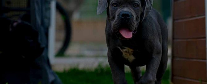 DONDE COMPRAR CACHORROS DE CANE CORSO EN TORREMOLINOS Y CRIADORES DE CANE CORSO ITALIANO EN MALAGA