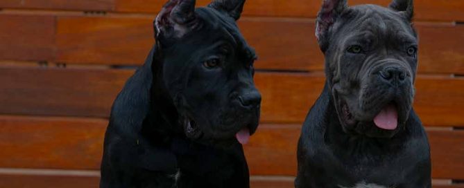 Donde comprar cachorros de Cane Corso en Benidorm y criadores de perro Cane Corso en Alicante