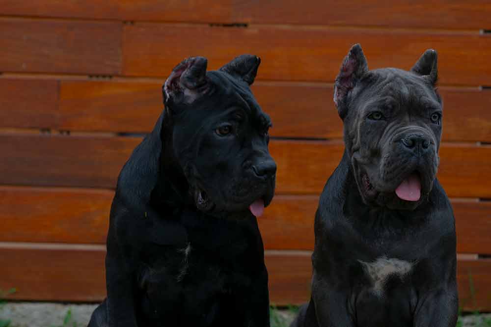 Donde comprar cachorros de Cane Corso en Benidorm y criadores de perro Cane Corso en Alicante