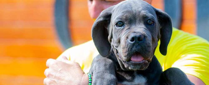 Donde comprar cachorros de Cane Corso en Calpe y Venta de cachorros de Cane Corso Italiano en Alicante