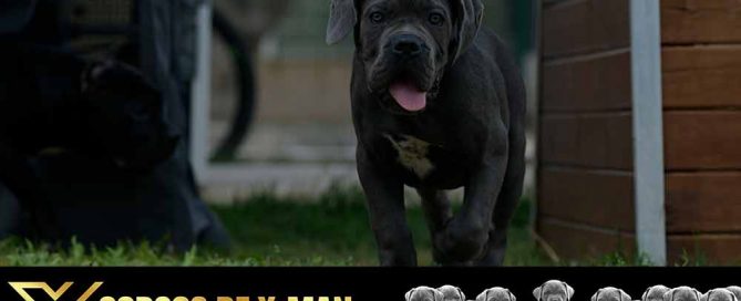 EL PRECIO DEL MASTIN ITALIANO O CANE CORSO