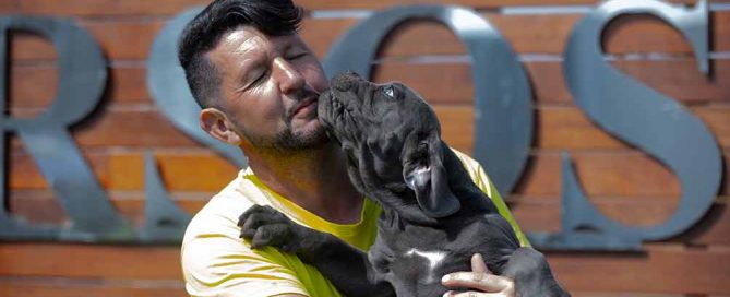 EL TEMPERAMENTO DEL CANE CORSO ITALIANO