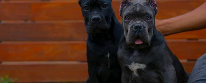 EN VENTA CACHORROS DE CANE CORSO EN LA COSTA DEL SOL MALAGA