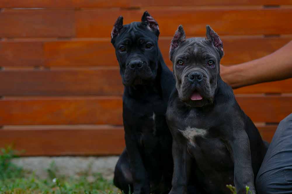 EN VENTA CACHORROS DE CANE CORSO EN LA COSTA DEL SOL MALAGA