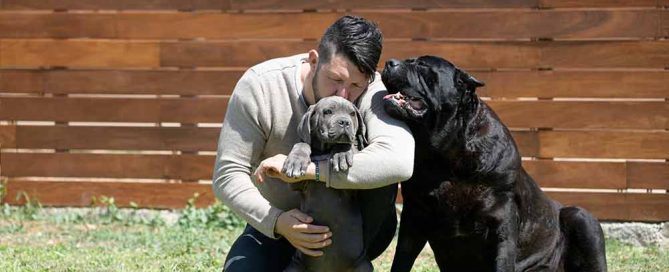 MORE ABOUT THE CANE CORSO BREED