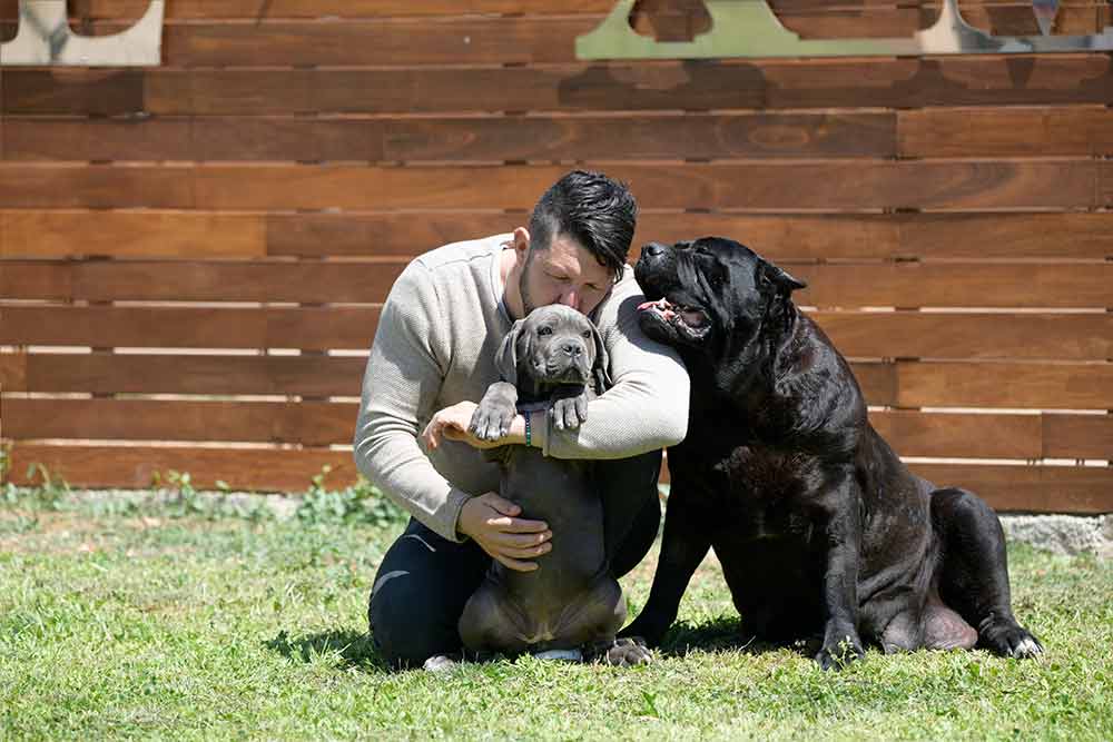 MORE ABOUT THE CANE CORSO BREED