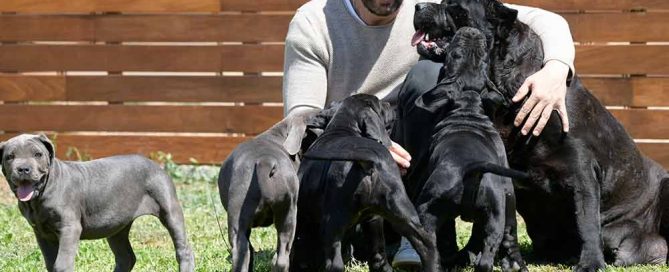 SABER MAS DE LA RAZA CANE CORSO