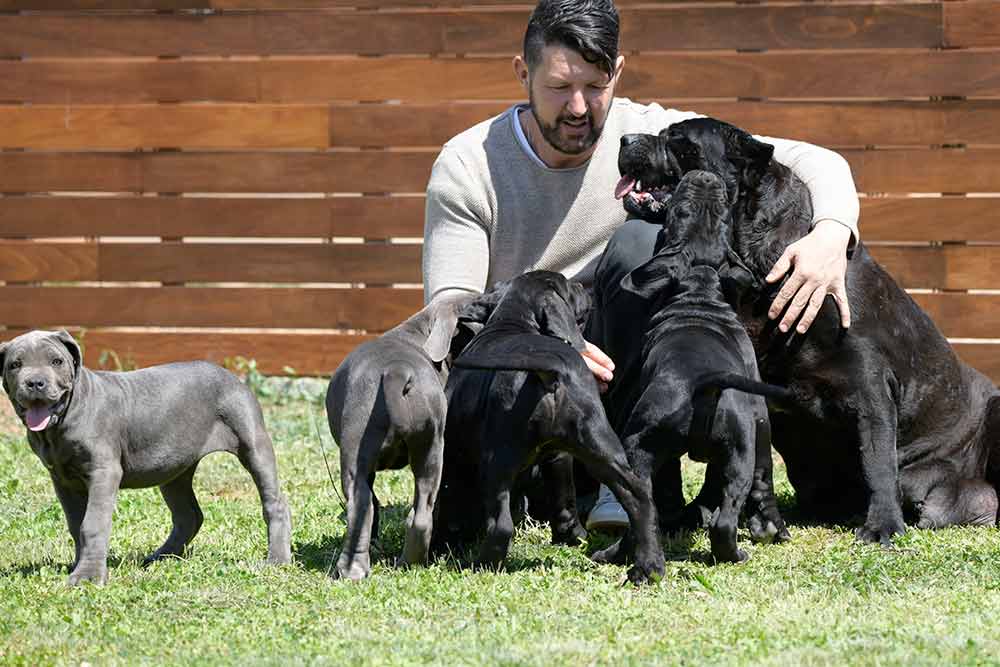 SABER MAS DE LA RAZA CANE CORSO