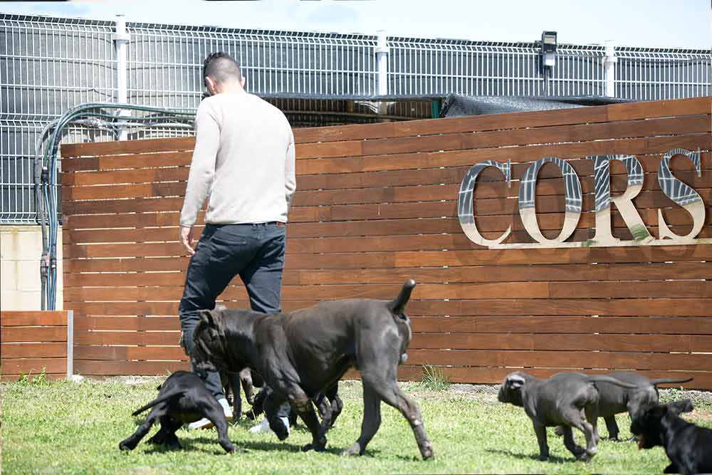 SABER MAS DE LA RAZA CANE CORSO