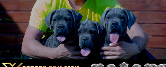 Venta de Cachorros de mastin italiano en Madrid