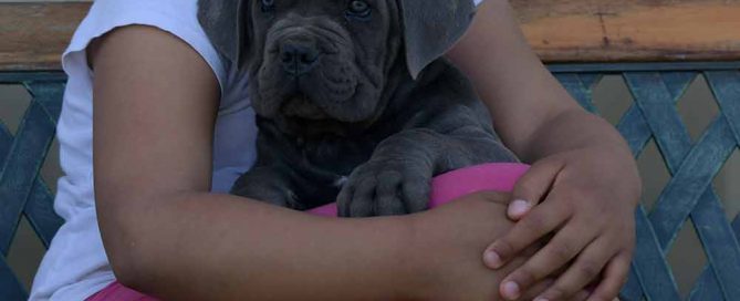 Venta de cachorros de Cane Corso en Manacor y Criadores de Cane Corso Italiano en Palma de Mallorca