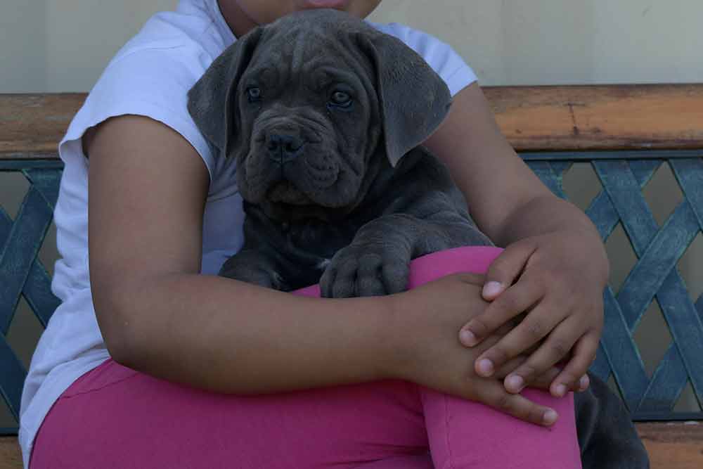 Venta de cachorros de Cane Corso en Manacor y Criadores de Cane Corso Italiano en Palma de Mallorca