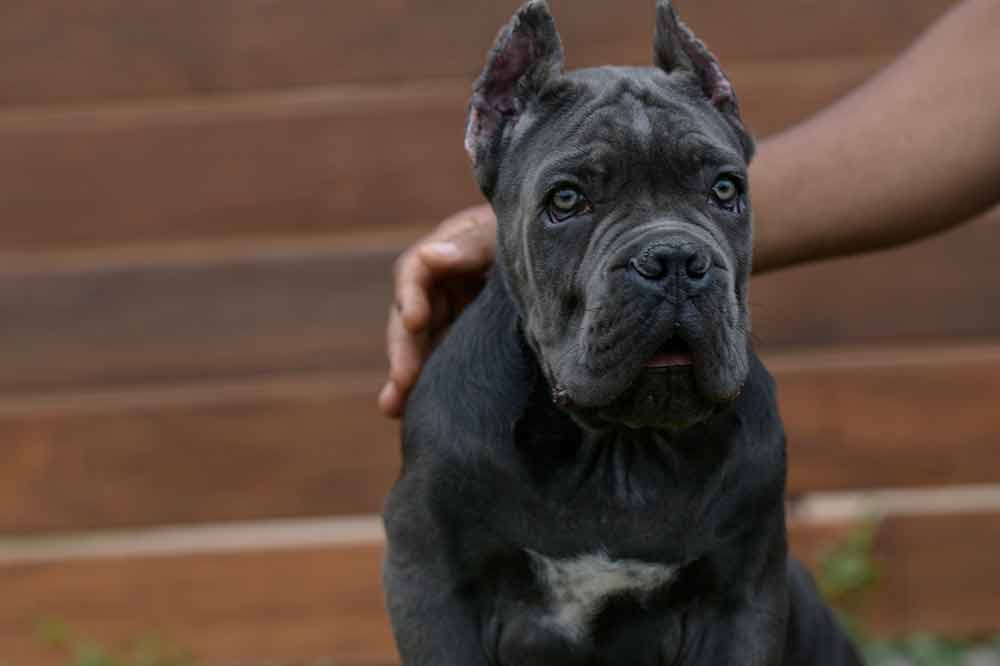 WHERE BUY Cane Corso PUPPY FOR SALE IN Montpelier-Vermont