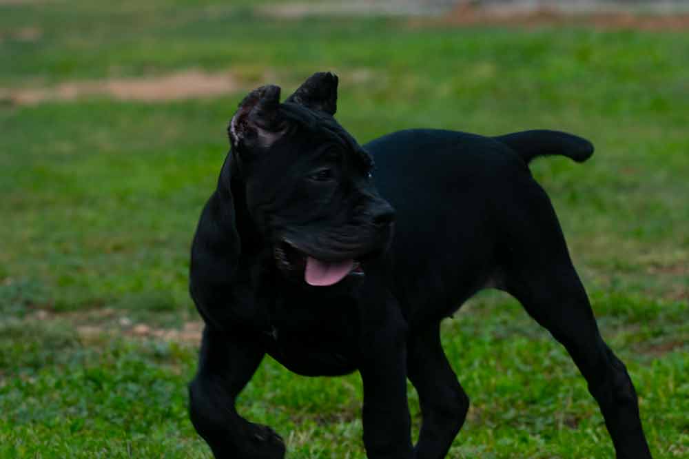 WHERE BUY Cane Corso PUPPY FOR SALE IN Montpelier-Vermont
