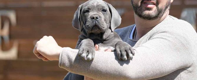 cane corso for sale in Madison and breeders of Italian Cane Corso in Maine