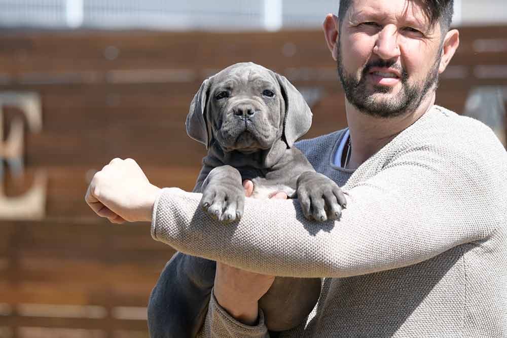 cane corso for sale in Madison and breeders of Italian Cane Corso in Maine