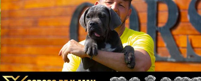 cane corso puppy for sale in Buckinghamshire England