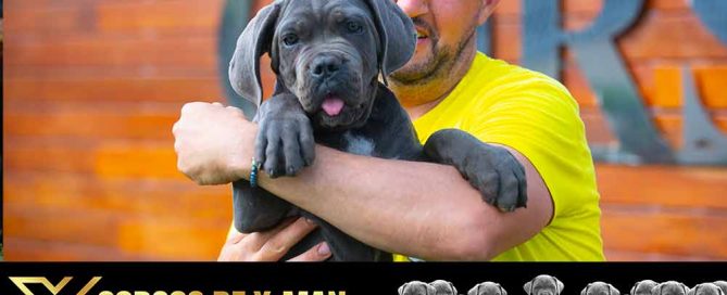 cane corso puppy for sale in Fayetteville and breeders of Italian mastiff in Arkansas