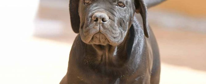 cane corso puppy for sale in Helena and breeders of Italian mastiff in Montana