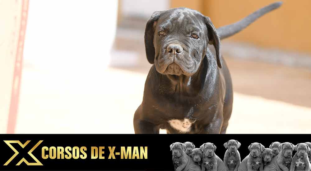 cane corso puppy for sale in Nashville and buy CaneCorso puppies in Tennessee