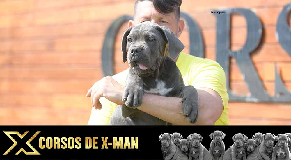 cane corso puppy for sale in New Orleans and buy Italian mastiff puppies in Louisiana