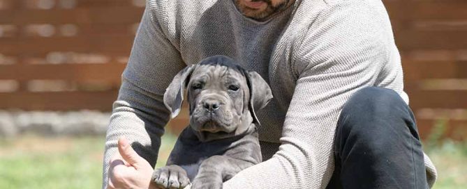 cane corso puppy for sale in Portland and buy Italian mastiff puppies in Maine